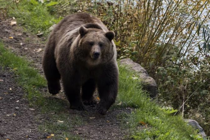 Bär