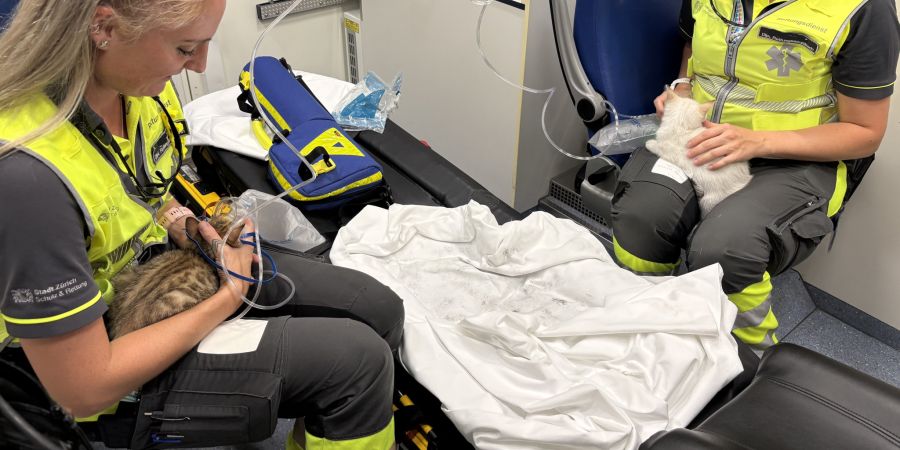 Katzen Brand Zürich