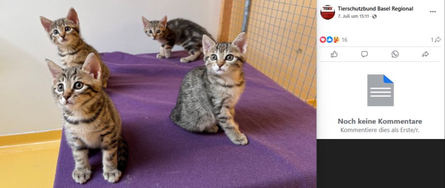 Die vier jungen Katzen sind glücklicherweise wohlauf.