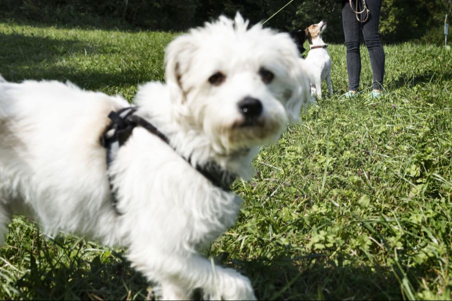 Die Pflicht gilt nur bei Hunden, die neu angeschafft werden.