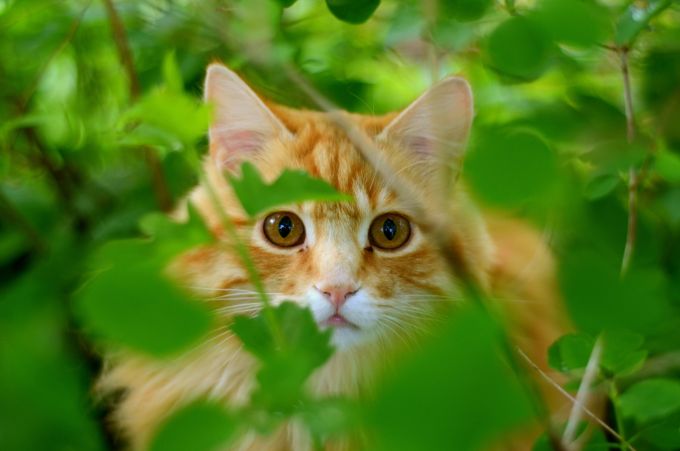 Rechtlich gesehen sind Katzen «fremdes Eigentum». Das systematische «Anfüttern» und Hereinlassen einer fremden Katze gilt als unrechtmässige Aneignung. Solange Nachbarskatzen jedoch nur gelegentlich gefüttert werden, ist dies nicht strafbar. katzen trockenfutter frisst nicht