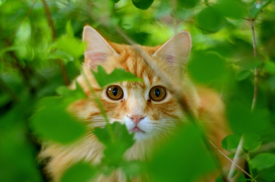 katzen trockenfutter frisst nicht
