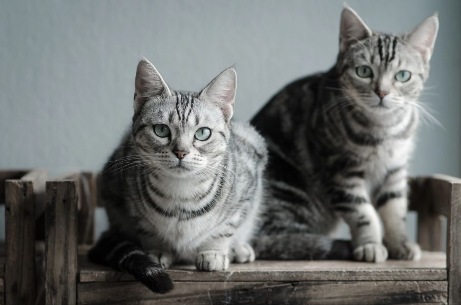 katze haltung fehler