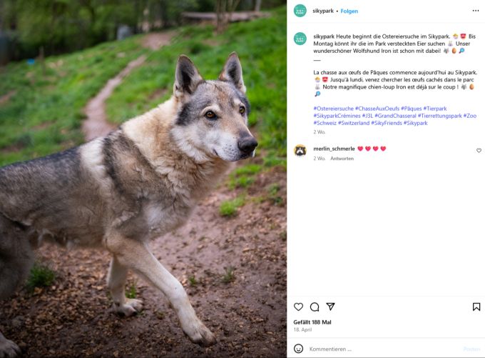 Aska ist nun im Zoo Sikypark untergebracht. Mit einem anderen Hybriden bildet sie nun ein kleines Rudel. (Symbolbild) Wolf Hund Haustier gehalten
