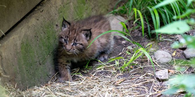 tierpark goldau Luchsbabies