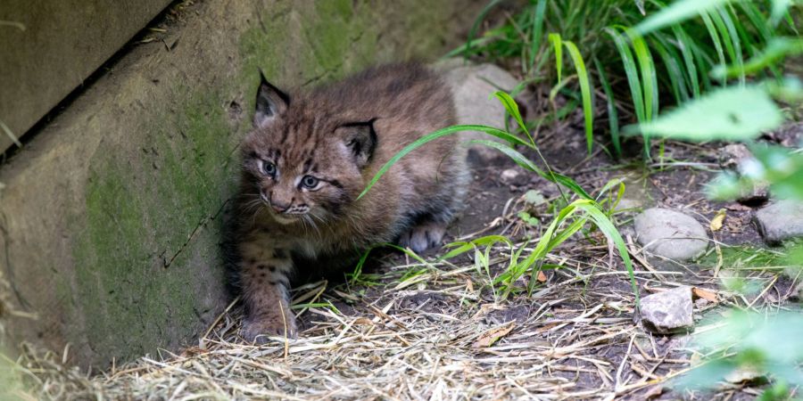 tierpark goldau Luchsbabies