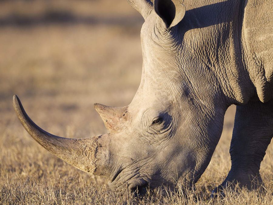 Wegen ihres Horns werden die Tiere oft getötet.