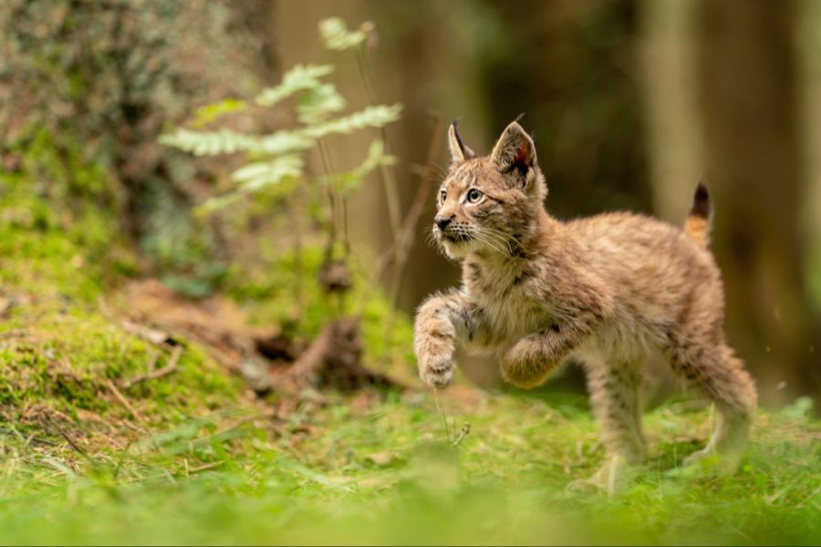 Luche Tierpark Goldau