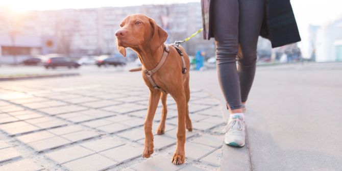 Frau Hund spazieren