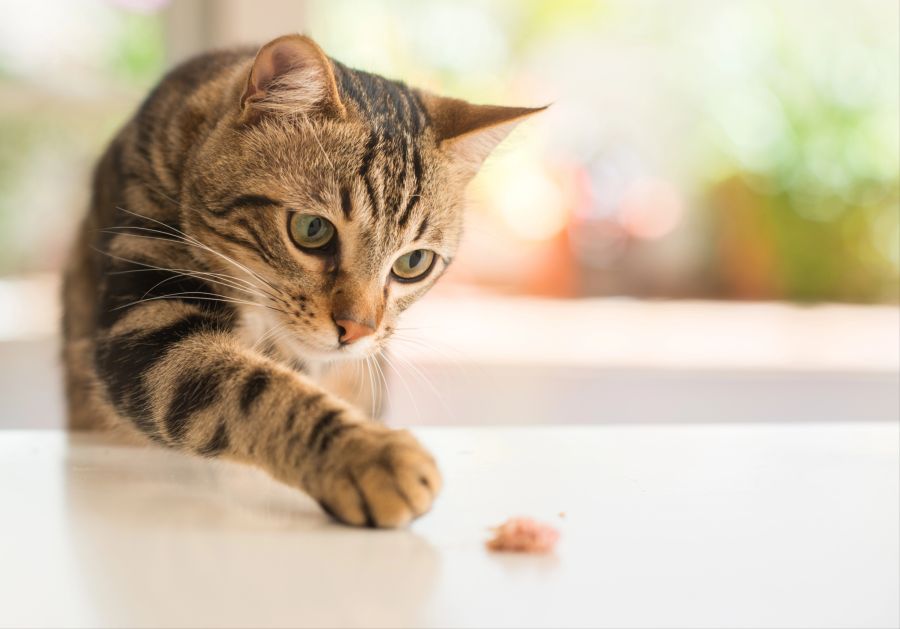 Katze Leckerlies Futter Überraschung