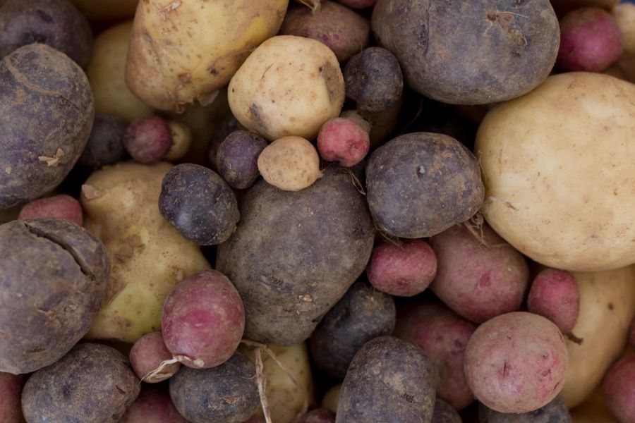 Nicht alle Kartoffeln haben die gleichen Eigenschaften.