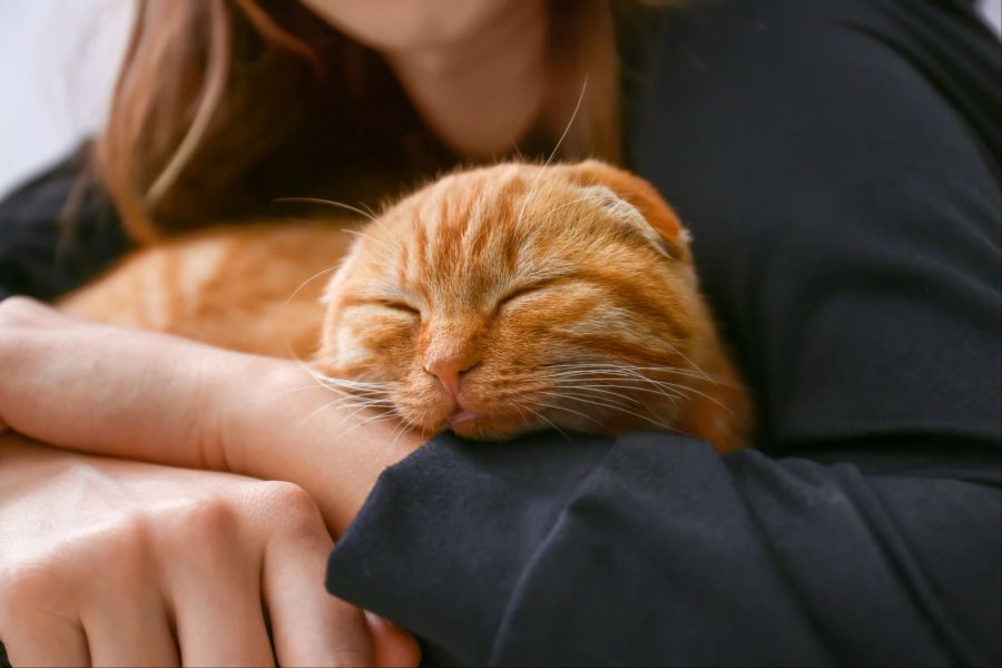 Trotz des niedlichen Aussehens sind die Ohren der Scottish Fold ein Zeichen der Qualzucht.