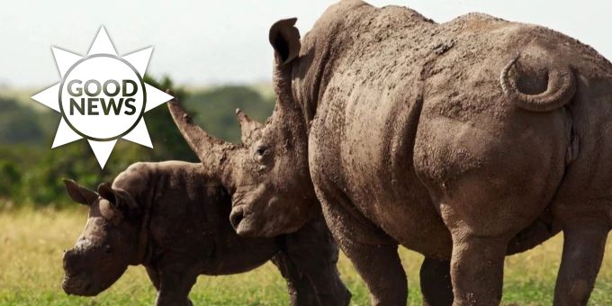 In Südafrika - Dutzende Nashörner werden in die Wildnis entlassen