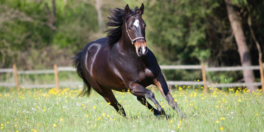 Aufgrund ihrer grossen Muskelmasse gehören Quarter Horses zu den besten Sprintern.