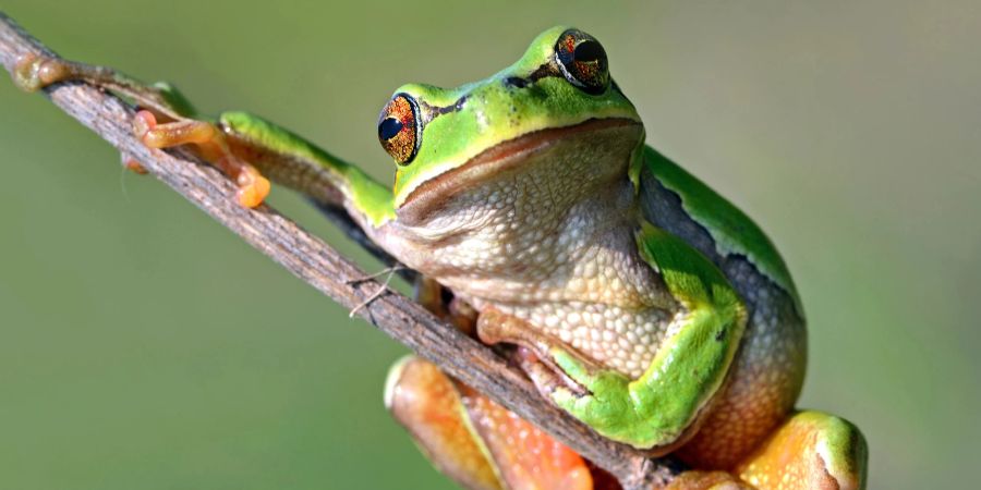 Frosch dürre
