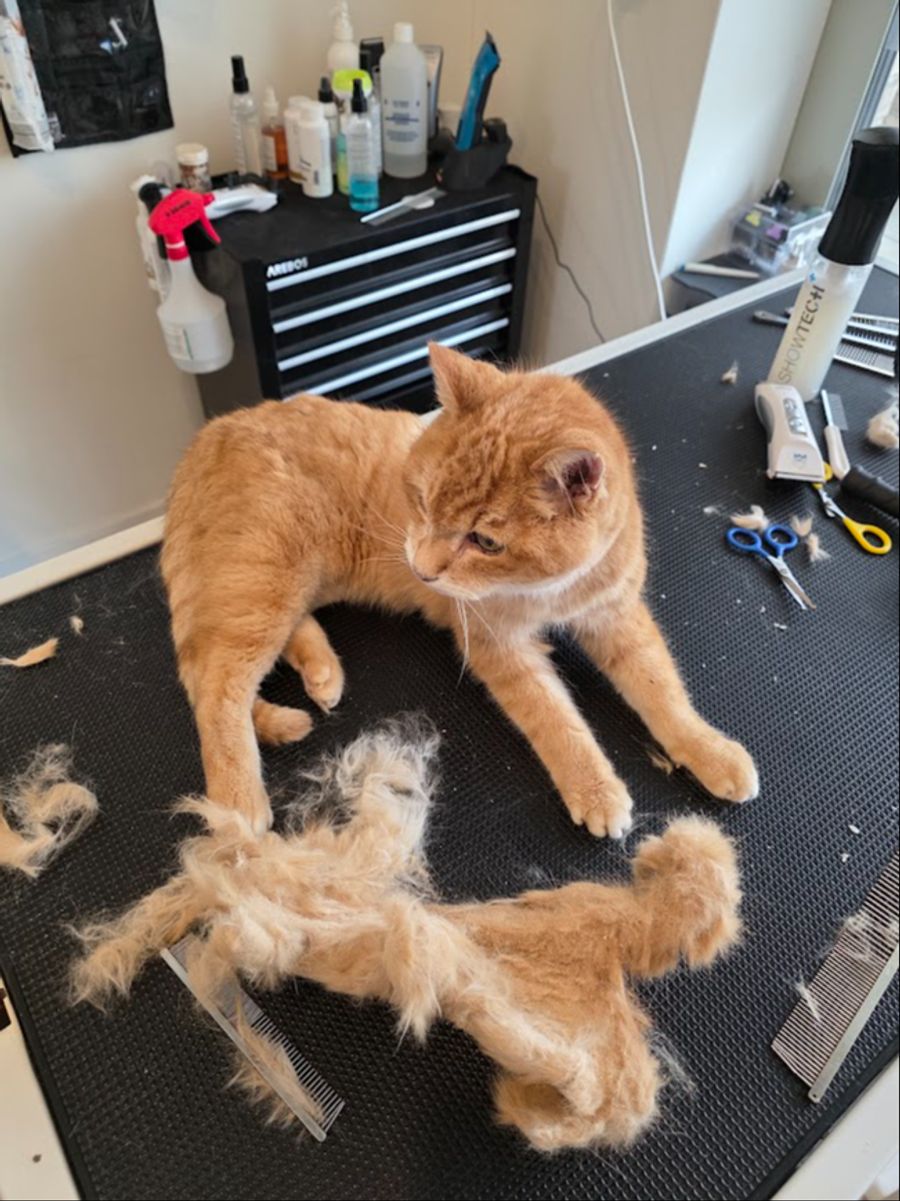 katze