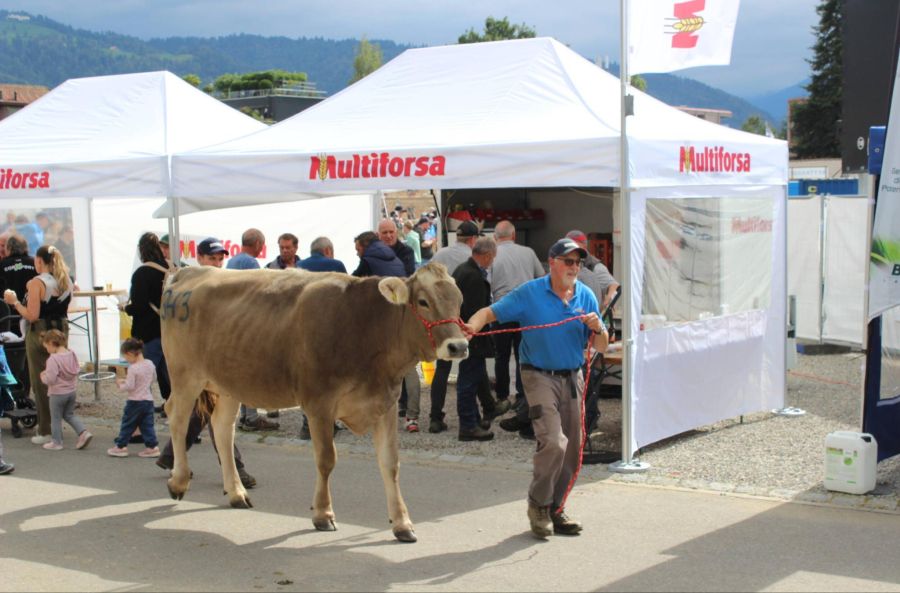 An zwei Tagen begegnen sich Landwirtschaft, Politik und Bevölkerung auf dem Stierenmarkt.