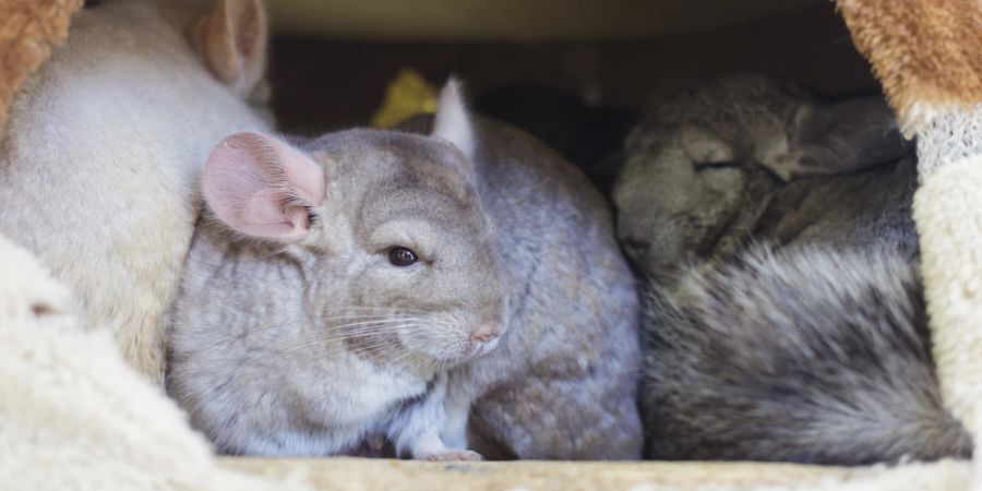 Chinchillas