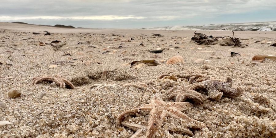 Tote Seesterne liegen am Strand zwischen den Orten Kampen und List auf Sylt.