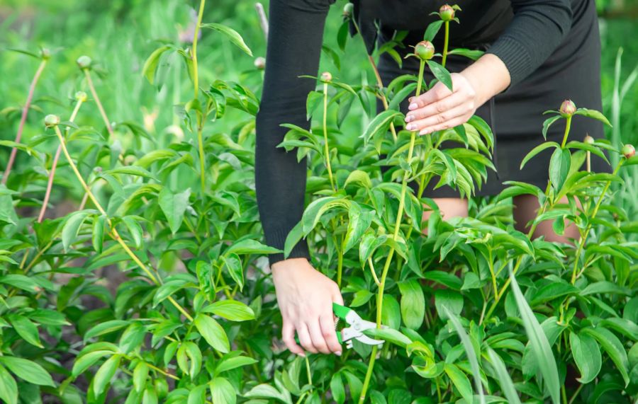 Pflanzen, Gartenarbeit, Schere