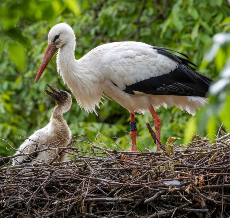 Erobern den Lebensraum Zoo: Weissstörche (mit Jungtier).