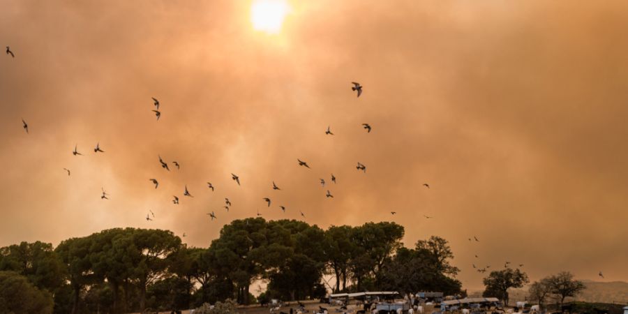 Vögel fliegen durch dichte Rauchwolken über eine Ziegenherde während eines Waldbrandes. Foto: Carlos Luján/EUROPA PRESS/dpa