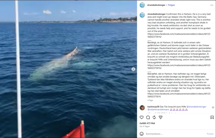 Die Tierschutzorganisation strandednolonger bestätigt auf Instagram, dass es sich bei dem Wal um Hartwin handelt.