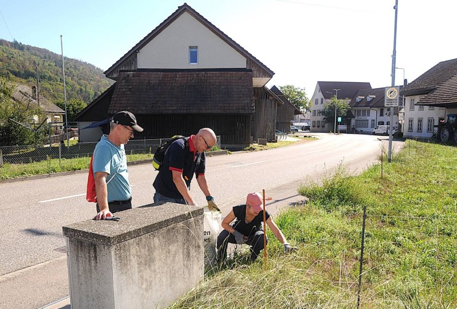 Gunzgerstrasse: Auch am Strassenrand wachsen Neophyten.