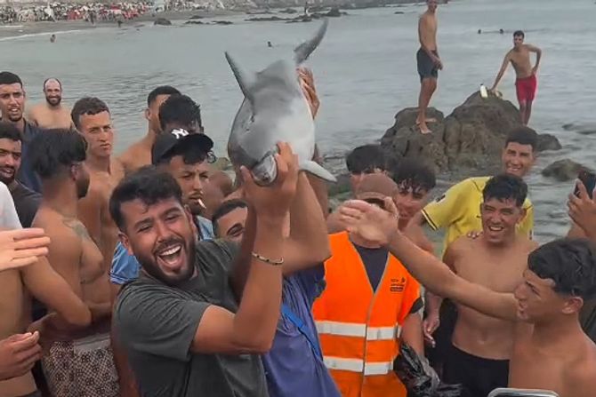 delfin