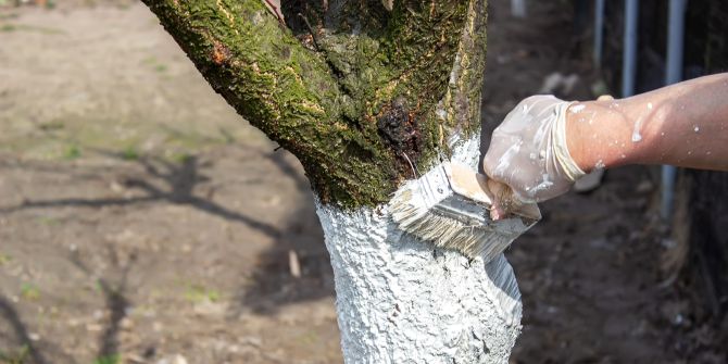 Baum Stammanstrich weiss Farbe