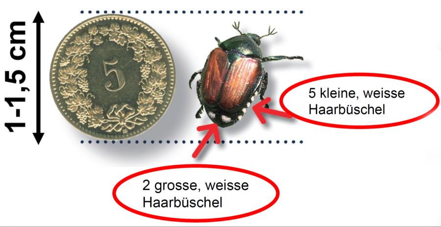 Japankäfer