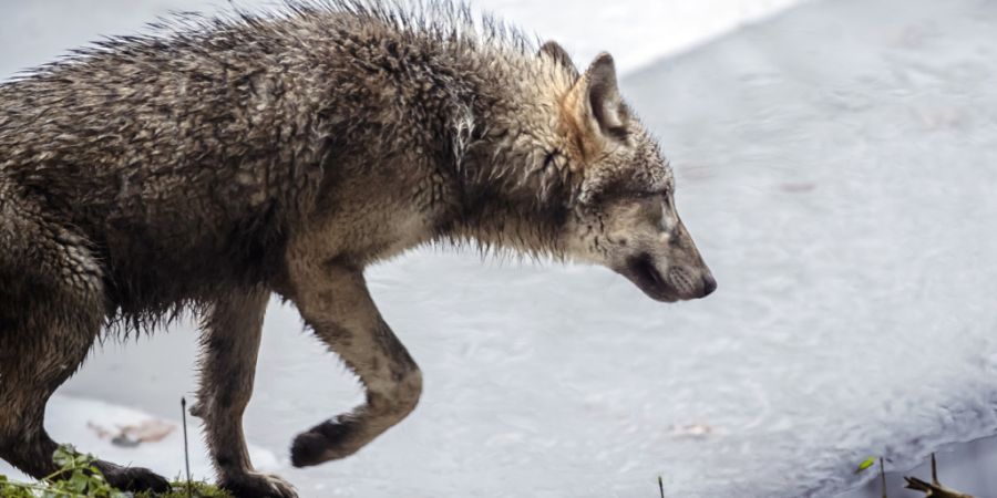 In Sicherheit vor Gewehrkugeln: ein Wolf in einem Zoo. (Archivbild)