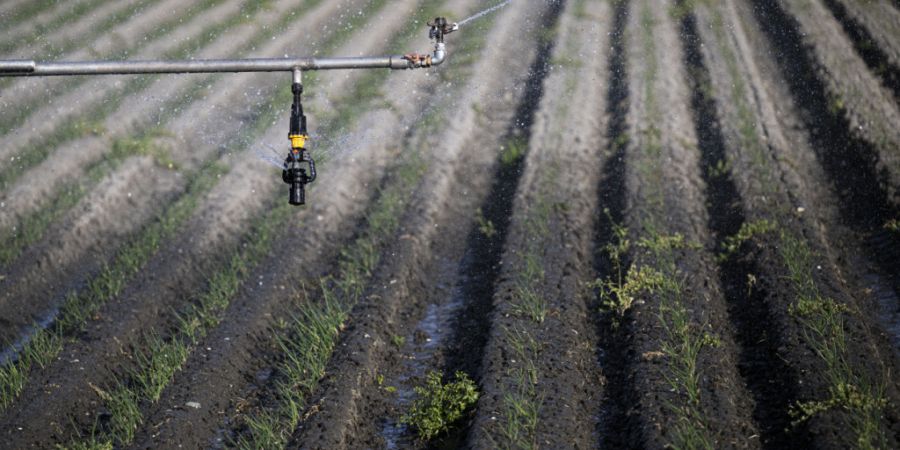 Der Grosse Rat fordert unter anderem, dass die Landwirtschaft in der Wasserstrategie künftig ein höheres Gewicht erhält. (Symbolbild)