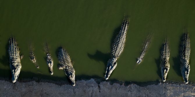 Krokodil