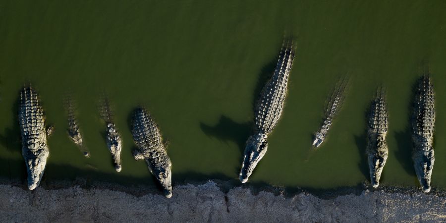 Krokodil