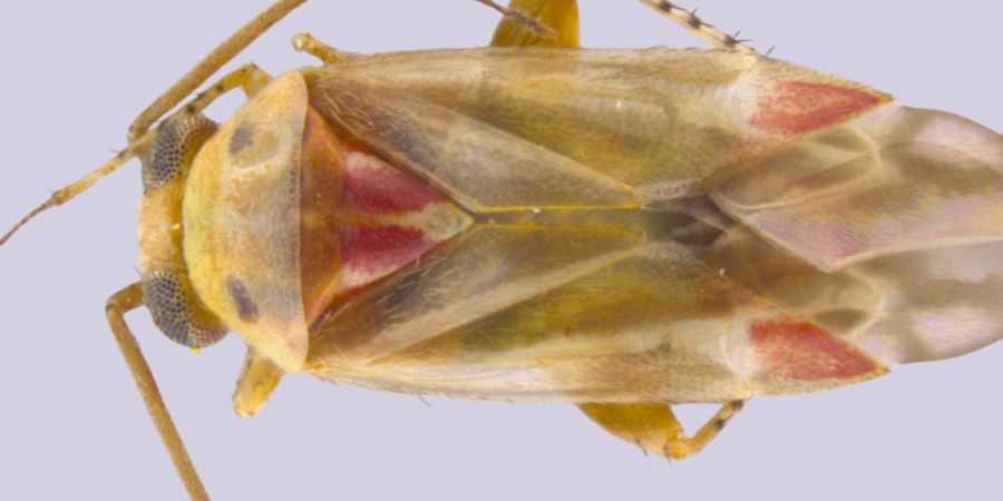 Swiftiephylus taylorae heisst dieses Insekt.