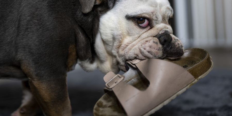 Die St. Galler Staatsanwaltschaft bestraft einen Hundehalter, weil er seine Bulldogge vernachlässigte.