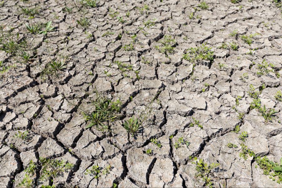 Böden trocknen vor allem deshalb stärker aus, weil Pflanzen bei höheren Temperaturen mehr Wasser verdunsten.