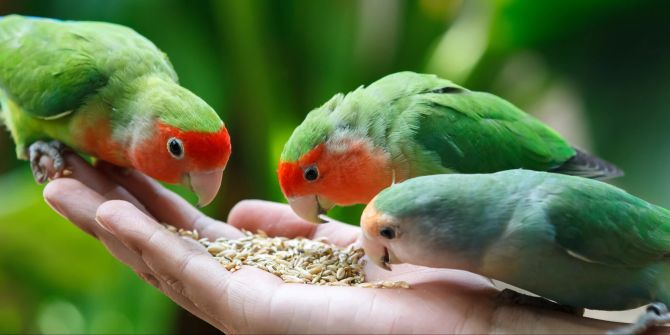 Kleine Papageien fressen aus Hand