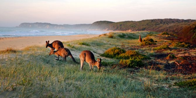 Kängurus am Strand von Australien.