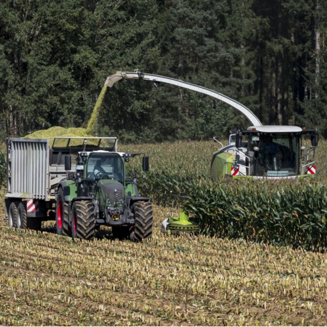 Thurgau Bauer Futter Kühe