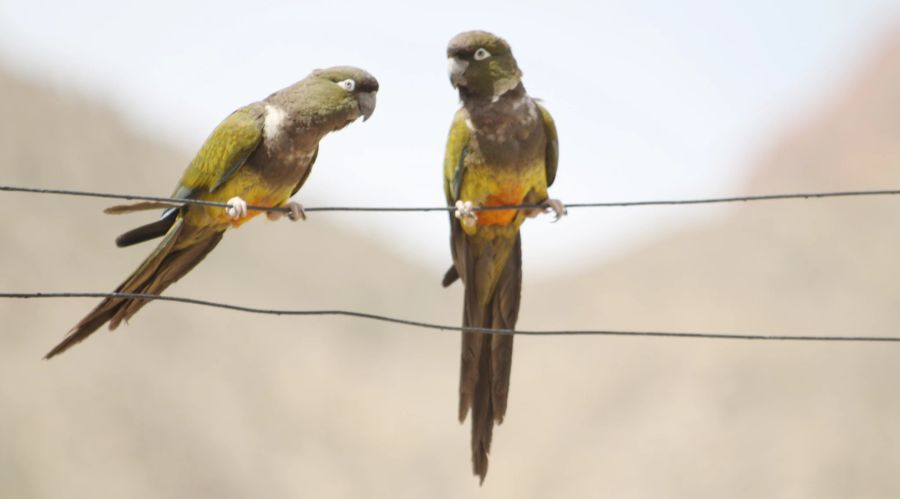 Zwei ländliche Gemeinden in der argentinischen Provinz Buenos Aires kämpfen wegen grabenden Papageien mit ständigen Stromausfällen und Strassen voller Kot. (Symbolbild)