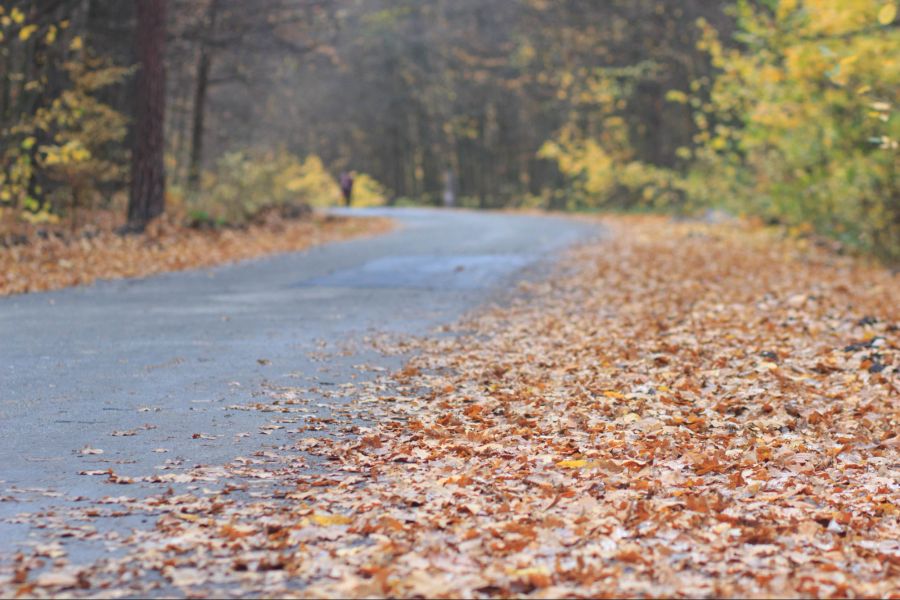 Laub, Herbst, Strasse