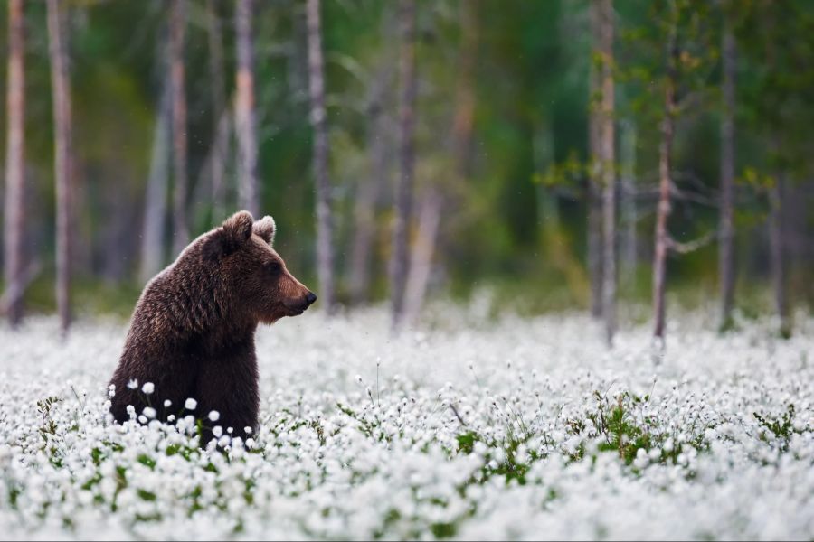 Bär, Finnland