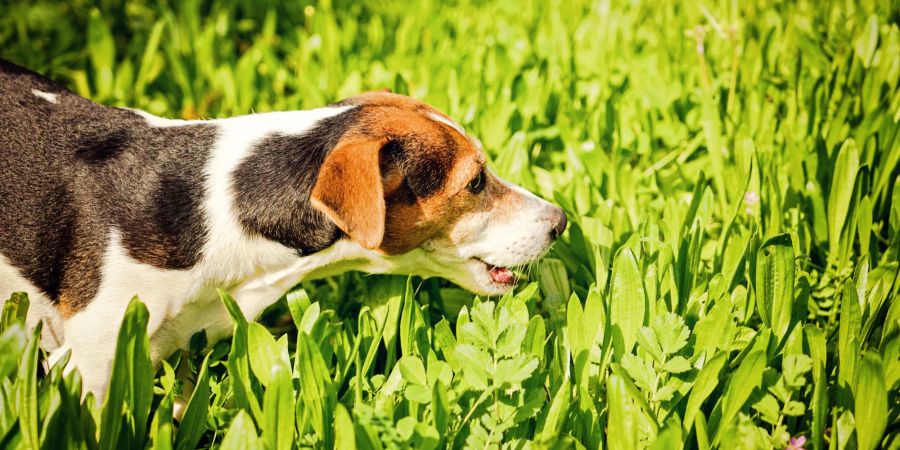 Hund im Gras