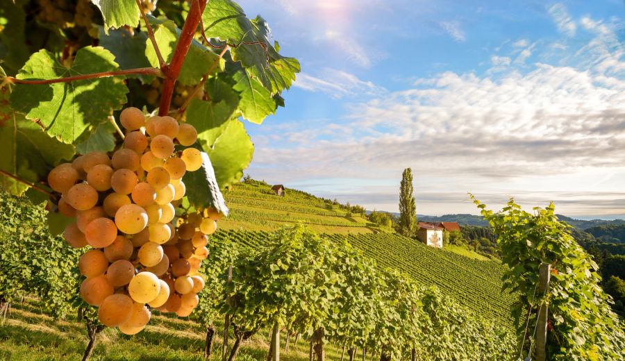 Sauvignon-Blanc-Rebstöcke, Marlborough-Weinberg in Neuseeland