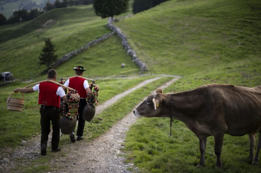 Der Schweizer Bauernverband wehrt sich: «Wer bei diesem Event selbst dabei ist, sieht, dass die Tiere damit absolut kein Problem haben und entsprechend auch keinen gestressten Eindruck mache