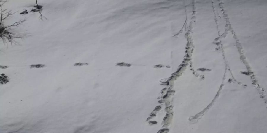 Yeti