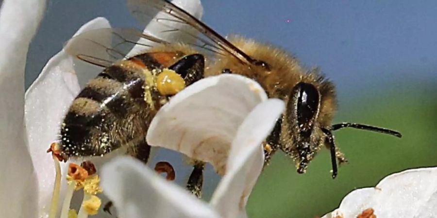 Die Umweltminister der Länder wollen die Bundesregierung zu einer Kampagne für insektenfreundliche Privatgärten bewegen. Foto: Wolfgang Kumm