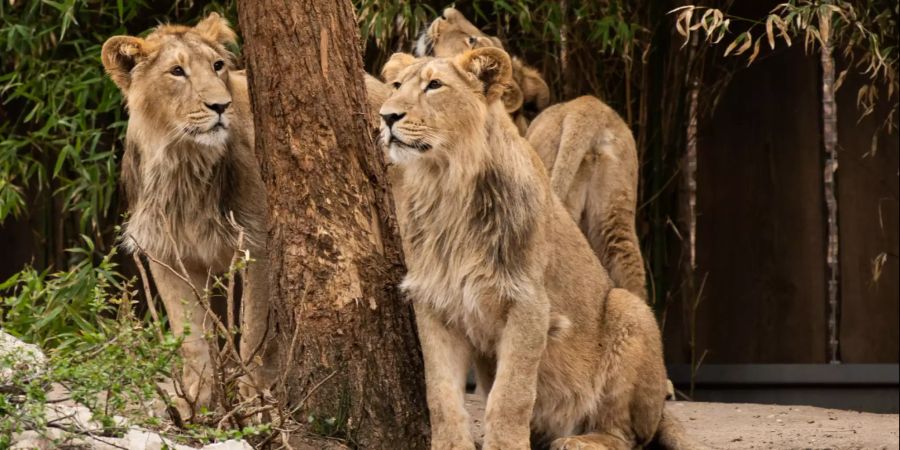 serengeti park hodenhagen